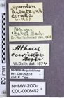 Etikette zu Athous (Orthathous) cervicolor (Heyden, 1880) (NHMW-ZOO-COL-0008452)